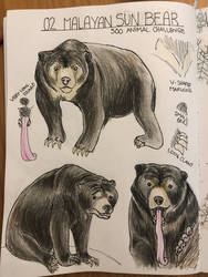 02: Malayan Sun Bear