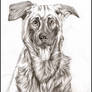 German Shepherd portrait