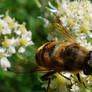 The Bee -Syrphidae-