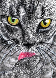 Cat drawing