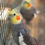 Cockatiel Parakeet