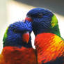 lorikeets