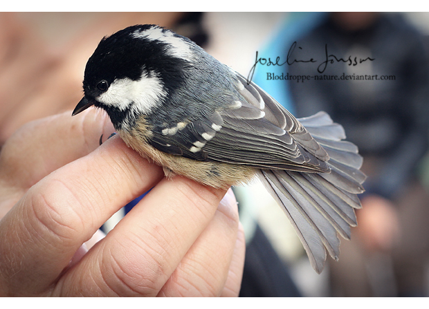 _Coal Tit.