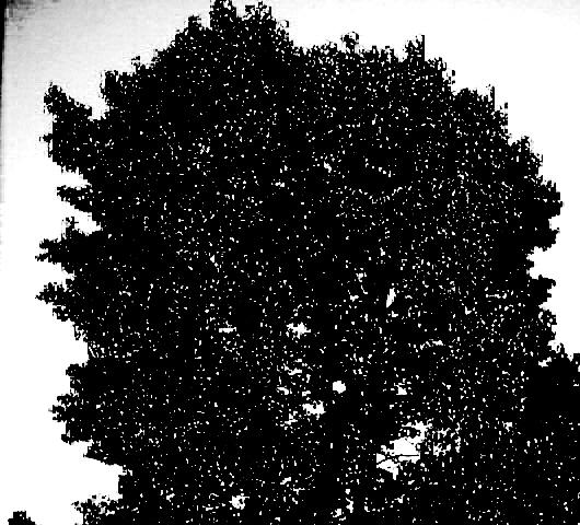 inverted tree by bk231 on DeviantArt