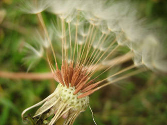 dandelion