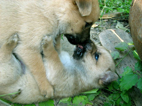 lovely kiss