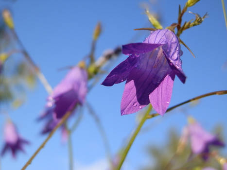 Summer Flower