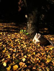 Autumn cat