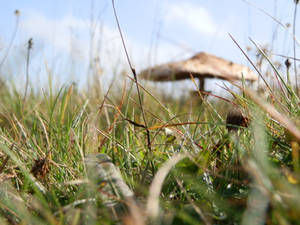 Macrolepiota procera