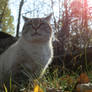 Tabby behind the grass