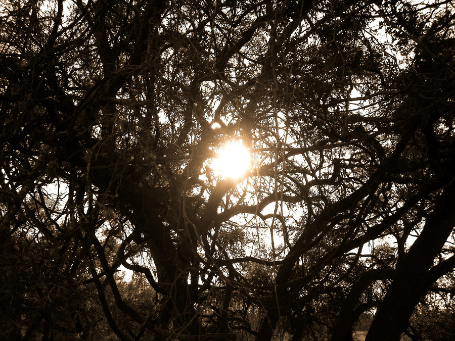 Sunlight Through the Canopy