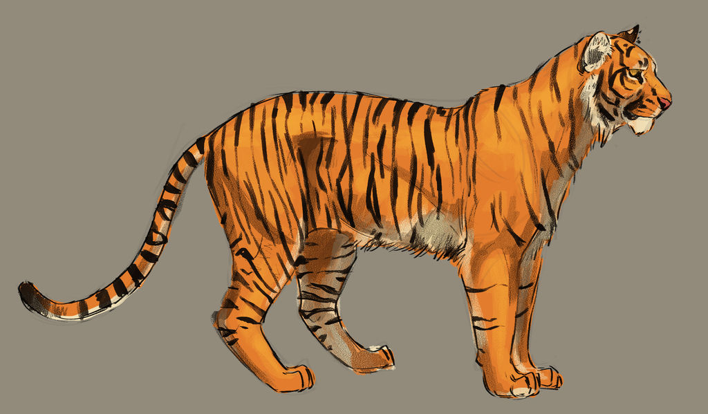 Tiger 