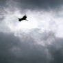 Stork Flight