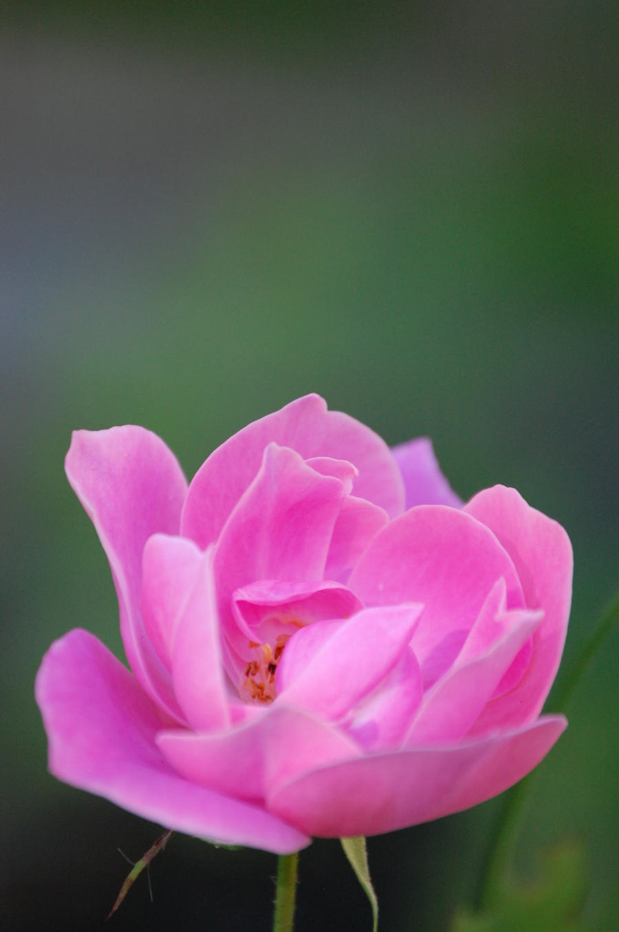 pale pink rose blossom