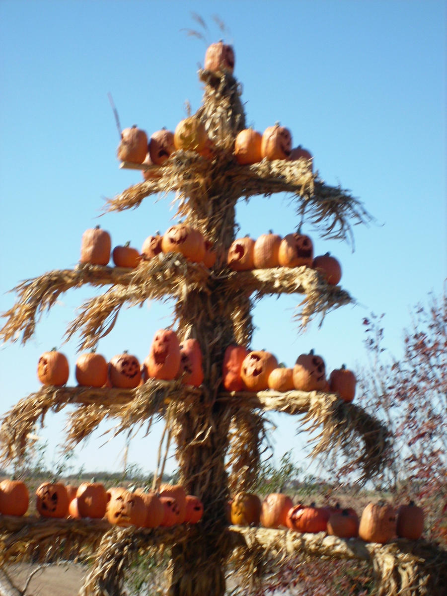 pumpkin tree