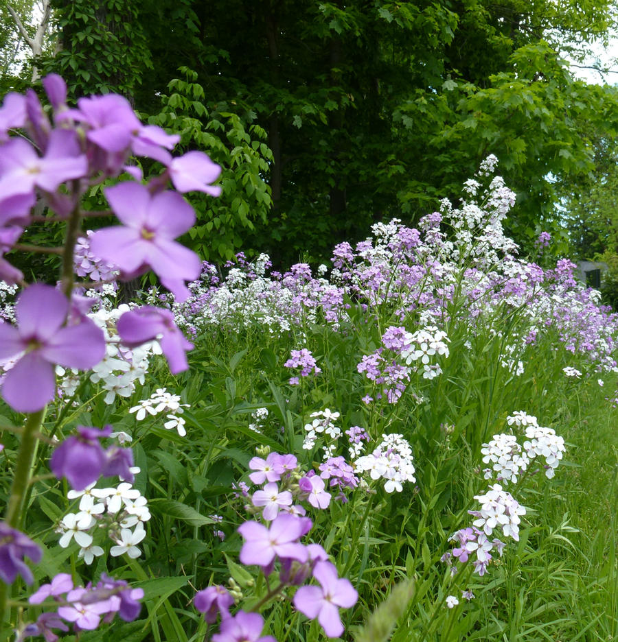 Purple and white wildflowers