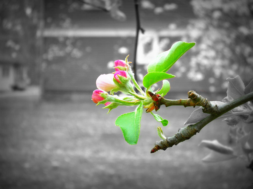 Think Spring - Red Apple Blossoms