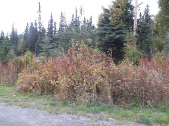 An Autumn Colored Wild Rose Bush