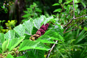 Berries Found in the Wild