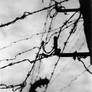 Critical Fences of Oppression