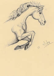 horse