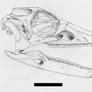 Lesothosaurus skull reconstruction