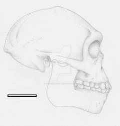 Homo erectus male from Indonesia (1.8-1.2 Mya)