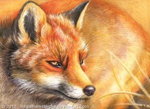 Mr. Foxy by IllegalHamsterThe Mr. Foxy by IllegalHamsterThe
