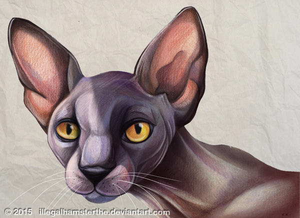 Sphynx by IllegalHamsterThe