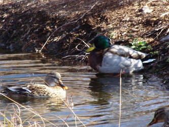 cute duckies