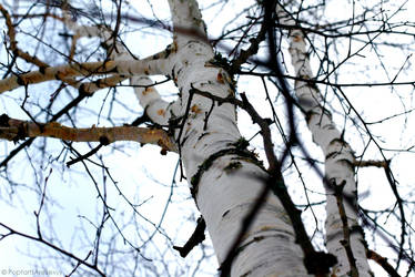 Up a Birch Tree