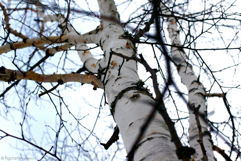 Up a Birch Tree