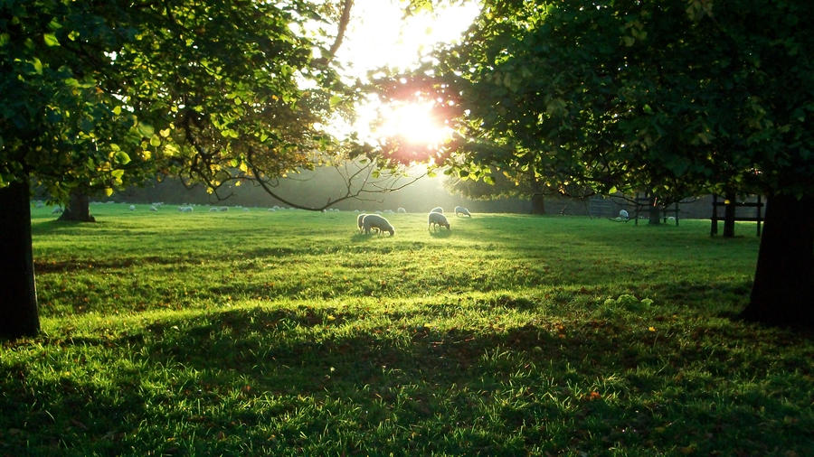 Shining Sheep