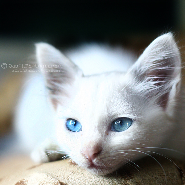 White II By Azrinkami On DeviantArt white-ii-by-azrinkami-on-deviantart