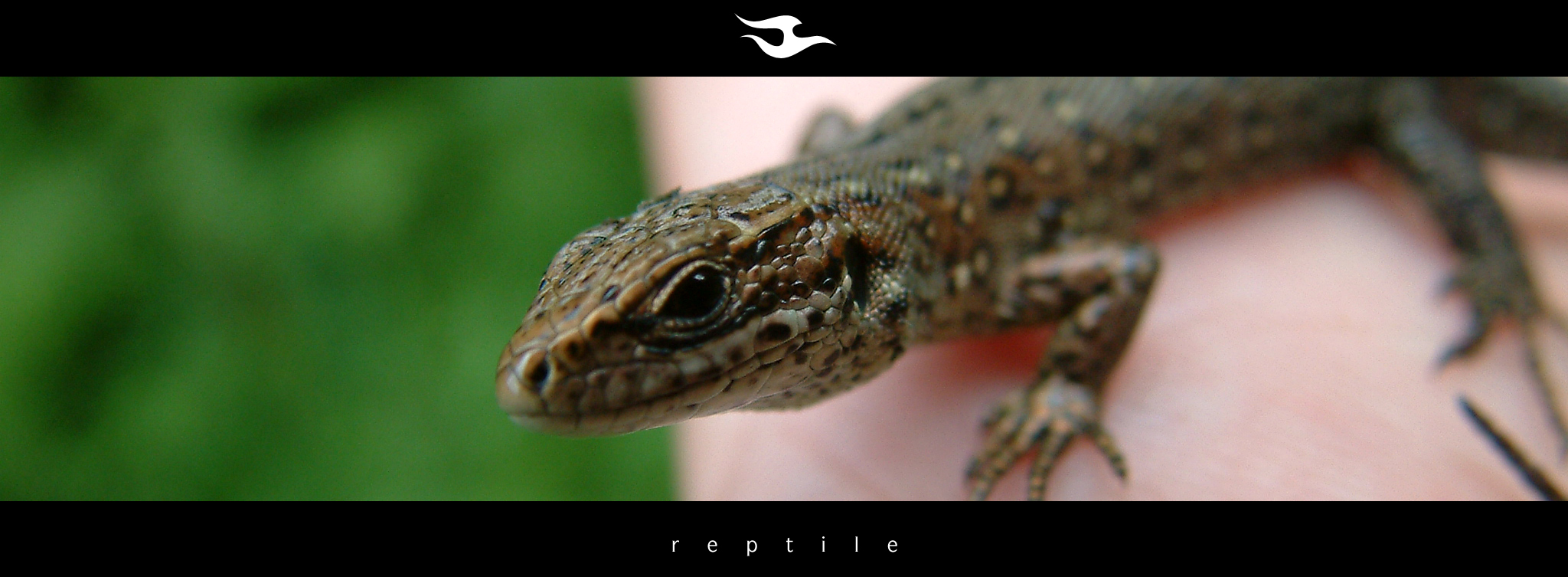 reptile