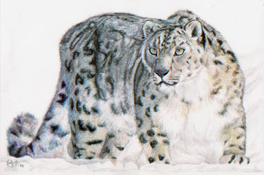 Cool Snow leopard by Nislande