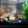 fish tank update