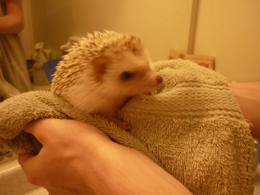 Toopy the hedgehog