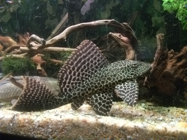 My sailfin Pleco