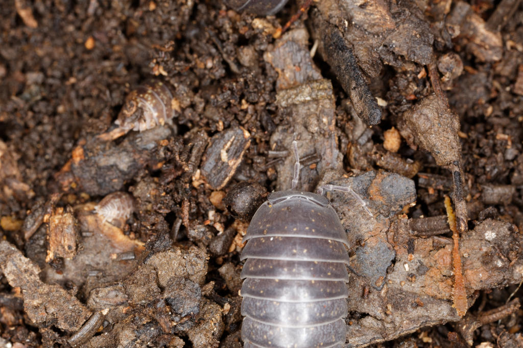 Slater/rollypolly bug by Goose900 on DeviantArt