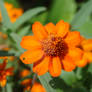 Orange Flower - Close Up