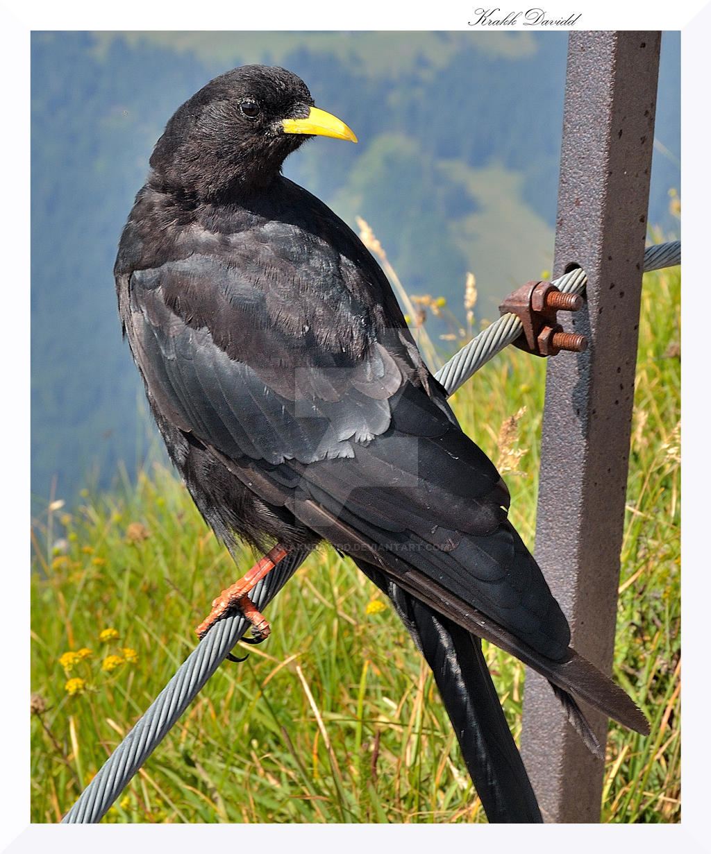 Alpendohle (Pyrrhocorax graculus) aka Abraxas