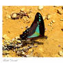 Milon's Swallowtail (Graphium Milon)