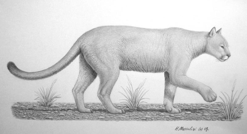 Puma concolor by BrokenMachine86 on DeviantArt Puma concolor by BrokenMachine86 on DeviantArt