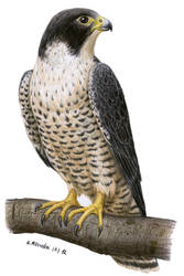 Halcon peregrino (Falco peregrinus)