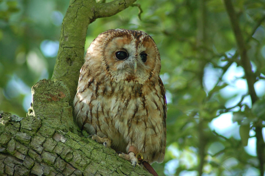Tawny Owl on an Apple Tree by ryanwinham Tawny Owl on an Apple Tree by ryanwinham
