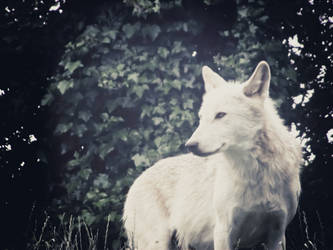 White Wolf