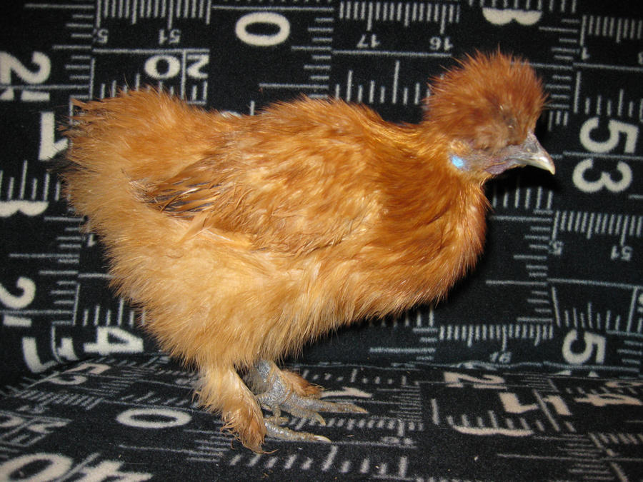 Buff Silkie