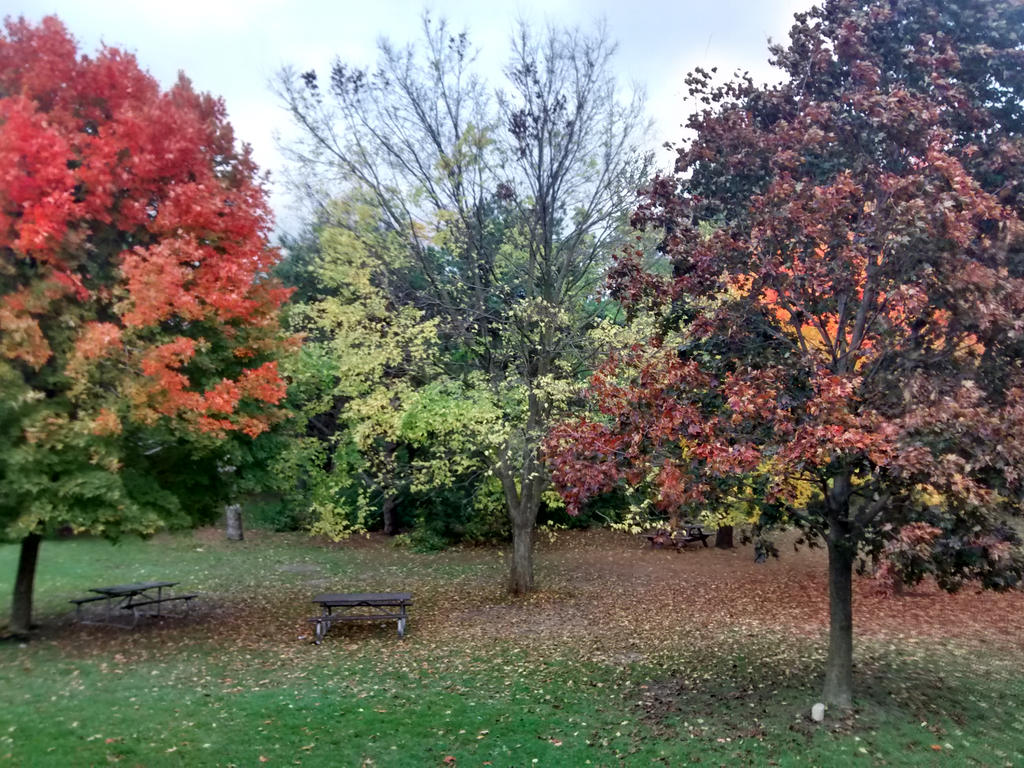 Fall Trees