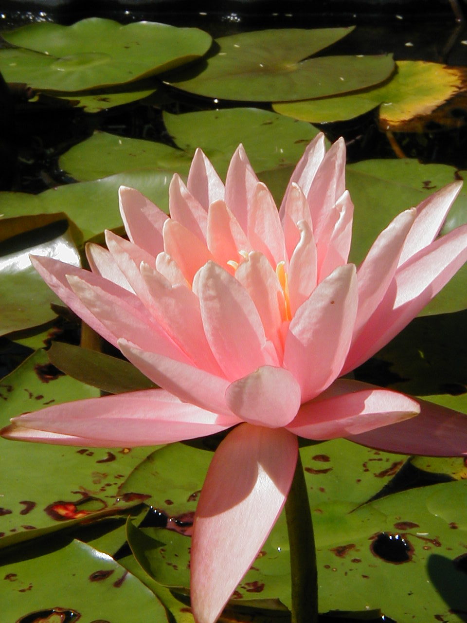 water lilly